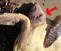 Και στην Νάξο σκοτώνουν τις χελώνες Caretta – caretta